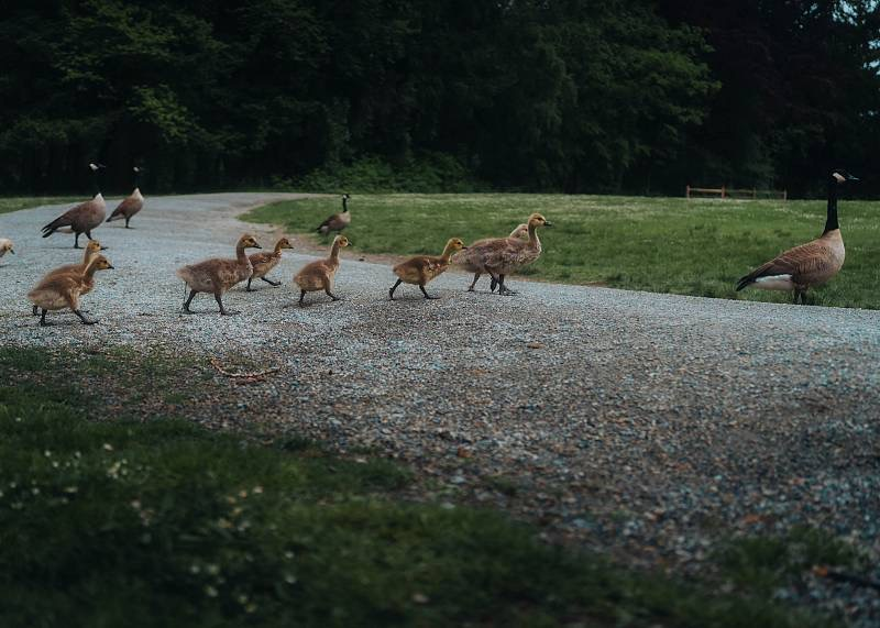 Geese walking through a Vancouver park